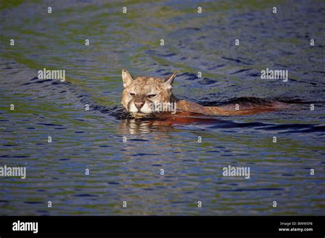 Im Wasser im Wasser Schwimmend schwimmen Puma PUMA felid Felidae Berglöwe Mountain Lions