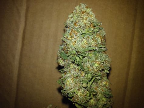 Photos Of Pineapple Kush Weed Strain Buds Leafly