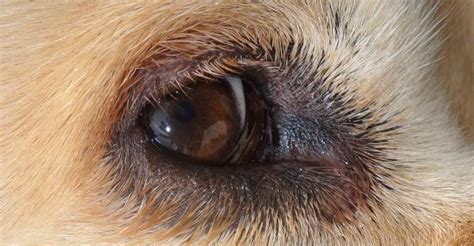 Dog Eye Infections Everything You Need To Know