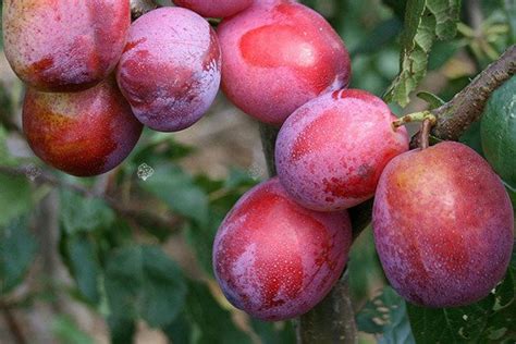 Śliwa Królowa Wiktoria Prunus Domestica Sprawdź Ceny Sadzonki W