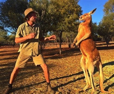 Meet Roger The Awesome Kangaroo That Looks Like A Body Builder