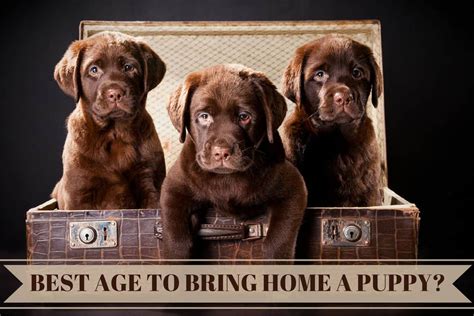 Renee gilreath is from south carolina and breeds chocolate labrador retrievers. What's The Best Age to Get & When Can You Take a Labrador ...