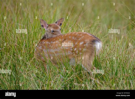 Sika Deer Cervus Nippon Fawn Standing In Marsh Looking Back
