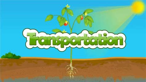 Transportation In Plants Xylem And Phloem Science Xylem And