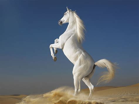 47 Beautiful Horse Wallpaper Desktop Wallpapersafari