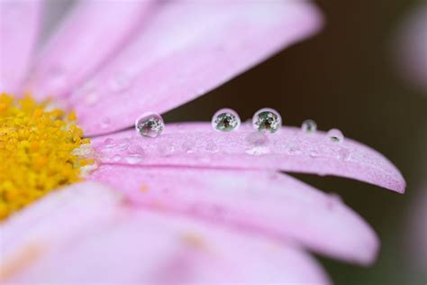 Macro Lenses Photo Review