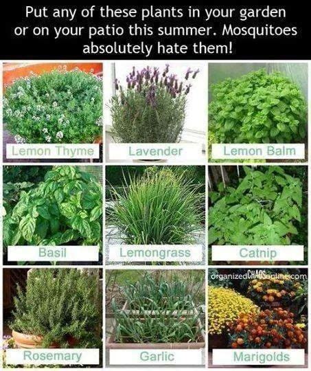 I Might Want To Try This Plants Mosquito Repelling Plants Garden