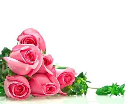 Beautiful Pink Roses Wallpapers For Desktop Wallpaper Cave