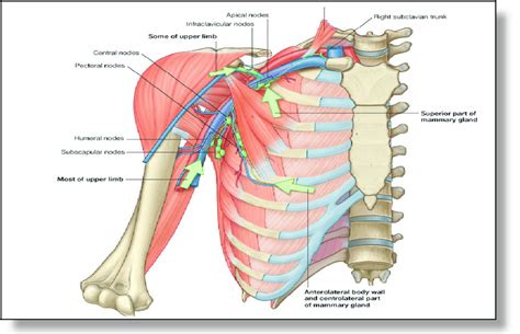 Axilla Anatomy Anatomical Charts And Posters