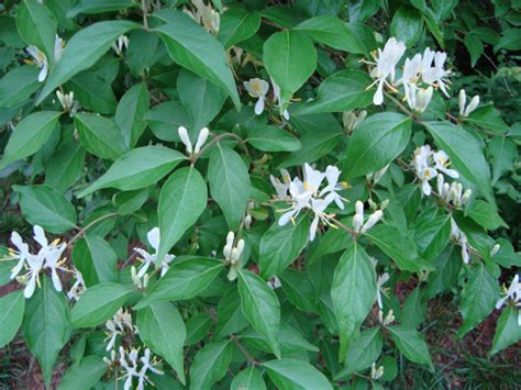 Flowers can be white, pastel, yellow, orange, red and pink colored. CONTROLLING NON-NATIVE INVASIVE PLANTS IN OHIO FORESTS ...