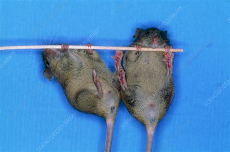 Male Mouse Left And Right Transgenic Female Stock Image G3520002