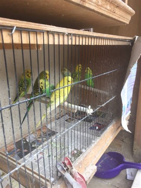 Pair Of Budgies For Sale In Manor Park London Gumtree