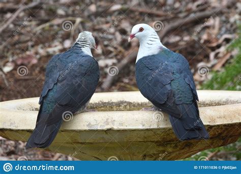 A Pair Of Australian White Headed Pigeon Birds Stock Photo Image Of