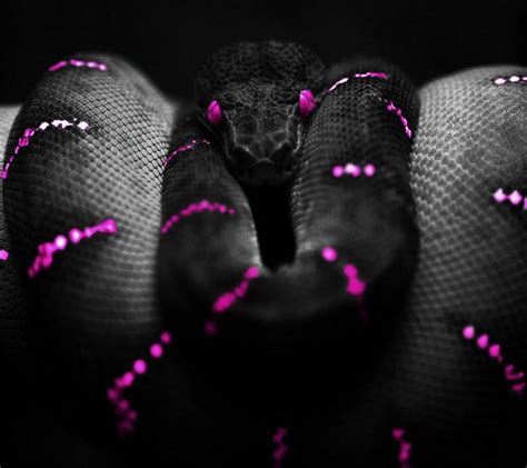 Purple Snakes Wallpapers Wallpaper Cave