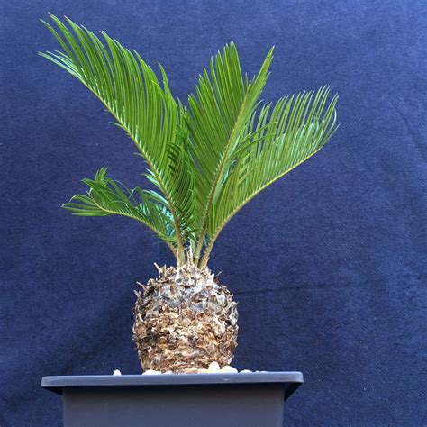 Sago Palm Bonsai Tree In 6 Plastic Bonsai Pot 6 Years Evergreen