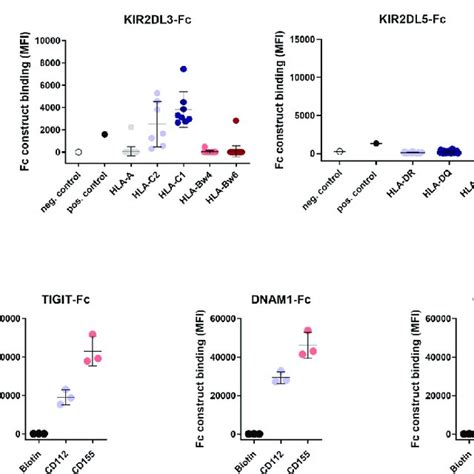 Binding Of Kir Tigit Dnam And Cd Fc Constructs To Hla Class I