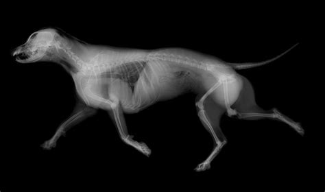 Everything To Know About Dog X Ray Our Fit Pets