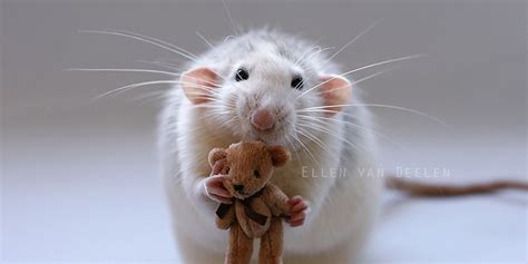 Photos Of Rats Snuggling Teddy Bears Are The Cutest (UPDATED) | HuffPost