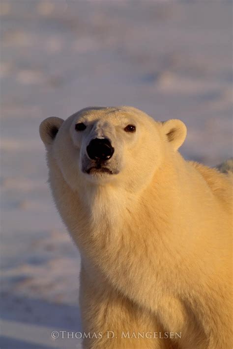 King Of The Ice — Polar Bear By Thomas D Mangelsen