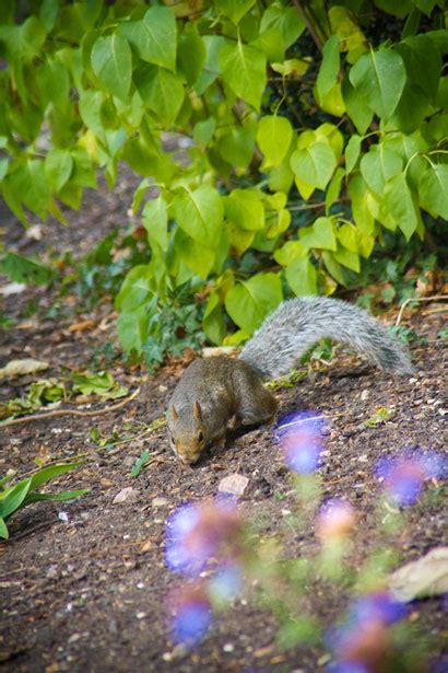 Squirrel Free Stock Photo Public Domain Pictures