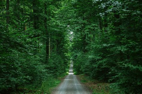 Path Green Beautiful Forest Wurzburg Germany — Stock Photo