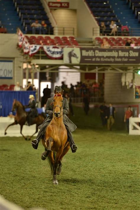 17 Best Images About American Saddlebreds On Pinterest Natalie Cole