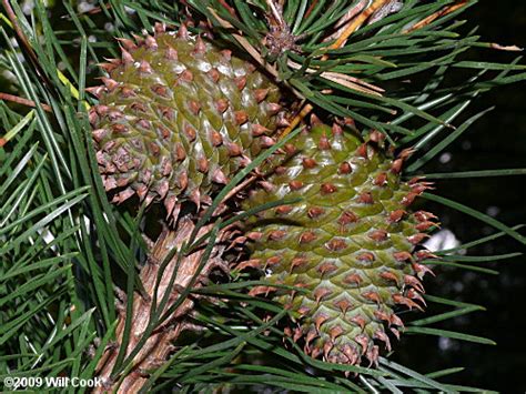 Table Mountain Pine Pinus Pungens