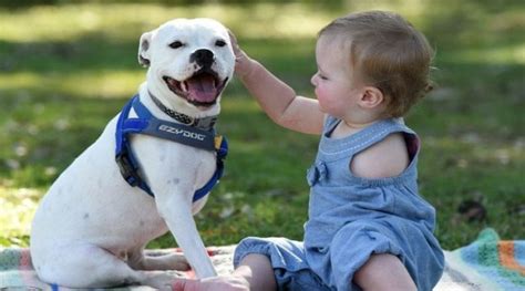 The Dog Which Had 3 Legs Is A True Friend For A Small Baby Who Is Lack