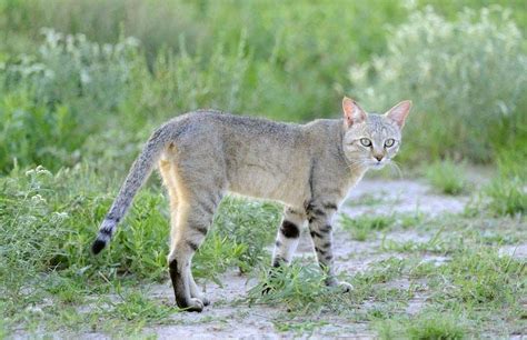 African Wildcat Small Cat Nocturnal Hunter And Solitary Animal