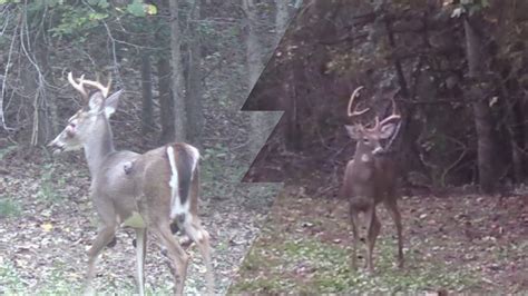 2019 Nc Archery Deer Hunt Big Bucks And Bucks Covered In Tumors Youtube