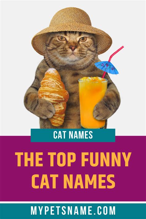 top funny cat names artofit