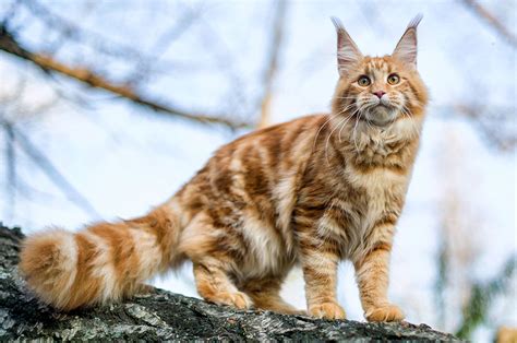 Maine Coon Cat Breed Information And Characteristics Katkin