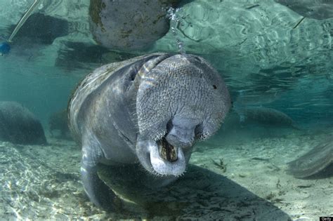 20 Photos Of Manatees Doing Manatee Things And Being Very Cute Photos