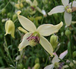 Check spelling or type a new query. Clematis 'Sundance'