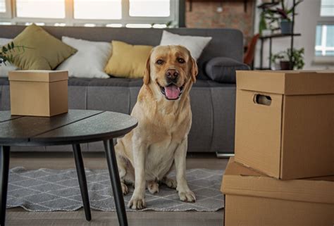 Airpets relocation services was born out of our love for animals, and the need for safe and dependable pet relocation or travel solutions. Tips for Movers Needing Pet Relocation Services | Hayward, CA