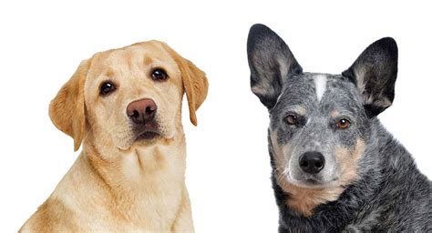 Blue Heeler Lab Mix Everything You Need To Know About