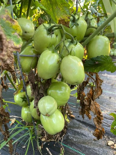 6 Reasons Why Your Tomato Leaves Are Turning Yellow The Ample Garden