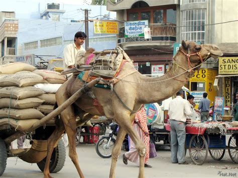 I know when we rode on the camels there were some rather heavy people on board, and they managed ok. WEEKEND OPEN THREAD… - Biased BBC