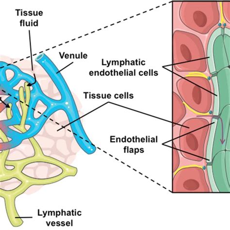 Structure Of Lymphatic Capillaries And Lymph Circulation Adapted From