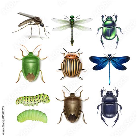 Set Of Different Insects Stock 벡터 Adobe Stock
