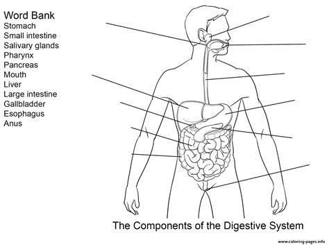 Printable Digestive System Worksheet