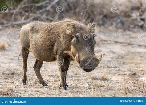 Warthog In Kruger National Park South Africa Stock Image Image Of