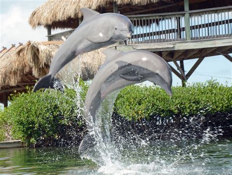 Visiting Marathons Dolphin Research Center Coco Plum Vacation Rentals