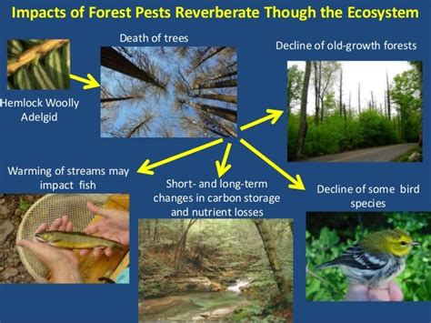 Causes And Ecosystem Impacts Of Invasive Species Spotlight On Forest