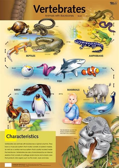 Mammals Vertebrates Examples Pets Lovers