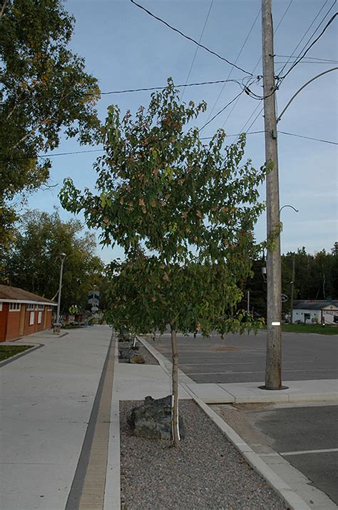 Amur Maple Tree Form Acer Ginnala Tree Form In Winnipeg