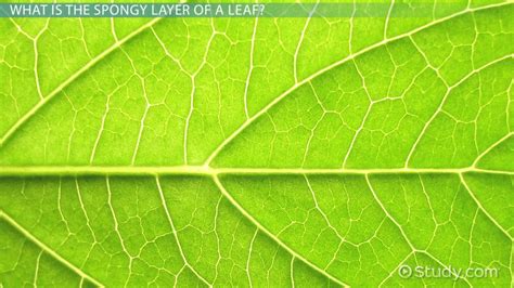 Spongy Layer Of A Leaf Function And Concept Video And Lesson Transcript