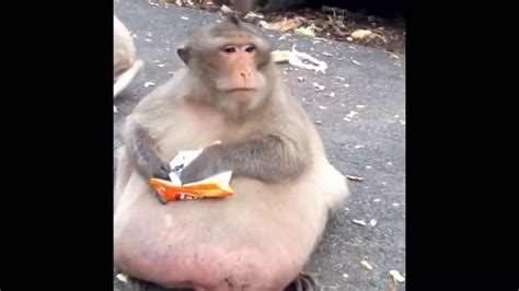 Fat Ass Monkey Eat Stale Chips Youtube