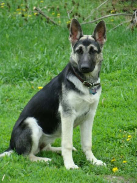 As we've established that the silver shepherd dog is no different to a gsd of any other color, their appearance is going to be in line with the breed standard. Dogs and puppies