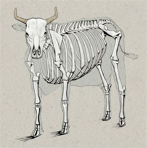 Carving bone is a cheap fun hobby that takes up a lot of time. Cow Anatomy Drawing | Greg Tatum